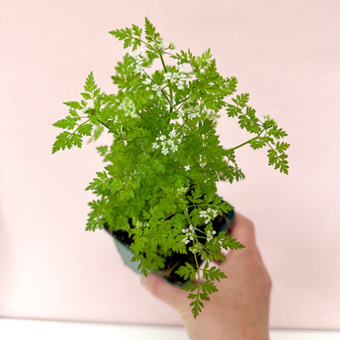 Anthriscus cerefolium - Chervil - British Grown Culinary Herb - Sprouts of Bristol