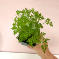 Anthriscus cerefolium - Chervil - British Grown Culinary Herb - Sprouts of Bristol