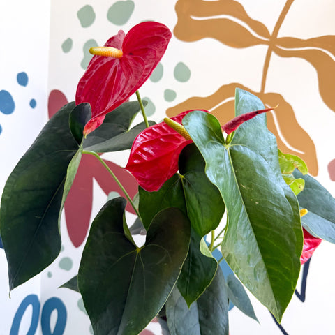 Anthurium andraeanum 'Arebo' - Red Flamingo Flower - Sprouts of Bristol