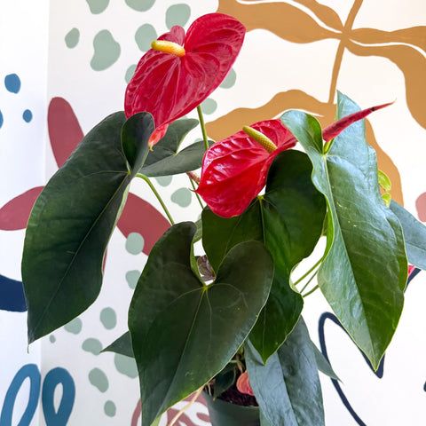 Anthurium andraeanum 'Arebo' - Red Flamingo Flower - Sprouts of Bristol