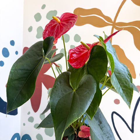 Anthurium andraeanum 'Arebo' - Red Flamingo Flower - Sprouts of Bristol
