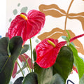 Anthurium andraeanum 'Arebo' - Red Flamingo Flower - Sprouts of Bristol