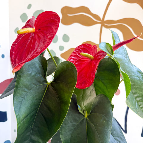 Anthurium andraeanum 'Arebo' - Red Flamingo Flower - Sprouts of Bristol