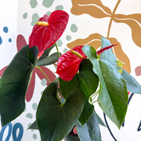 Anthurium andraeanum 'Arebo' - Red Flamingo Flower - Sprouts of Bristol