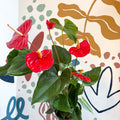Anthurium andraeanum 'Idaho' - Red Flamingo Flower - Sprouts of Bristol
