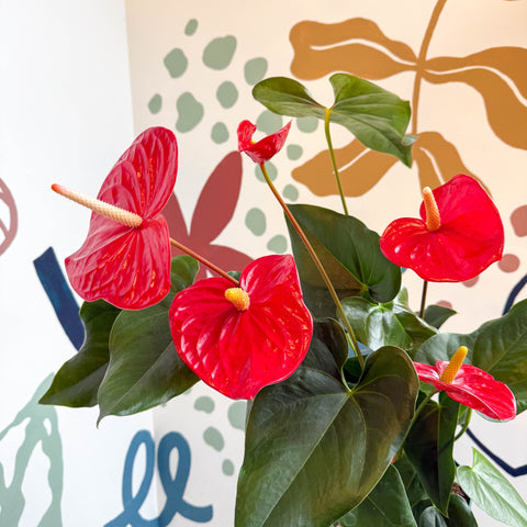 Anthurium andraeanum 'Idaho' - Red Flamingo Flower - Sprouts of Bristol