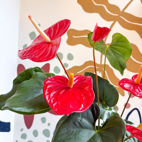 Anthurium andraeanum 'Idaho' - Red Flamingo Flower - Sprouts of Bristol