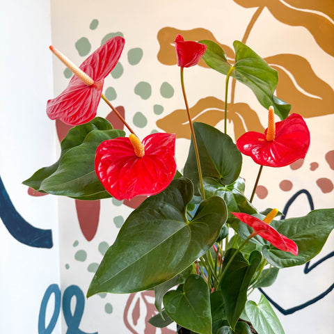 Anthurium andraeanum 'Idaho' - Red Flamingo Flower - Sprouts of Bristol