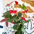 Anthurium andraeanum 'Idaho' - Red Flamingo Flower - Sprouts of Bristol