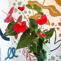 Anthurium andraeanum 'Idaho' - Red Flamingo Flower - Sprouts of Bristol