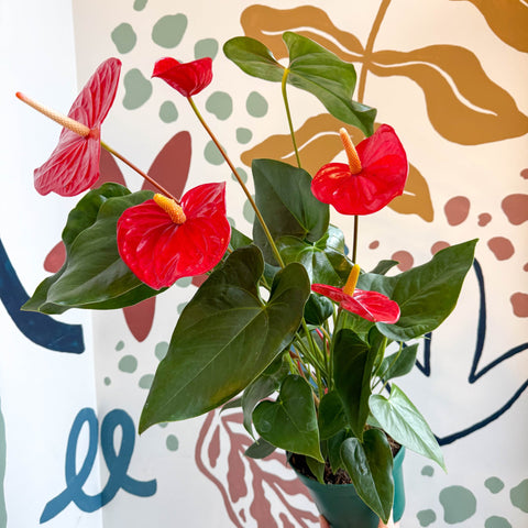 Anthurium andraeanum 'Idaho' - Red Flamingo Flower - Sprouts of Bristol