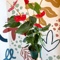 Anthurium andraeanum 'Idaho' - Red Flamingo Flower - Sprouts of Bristol