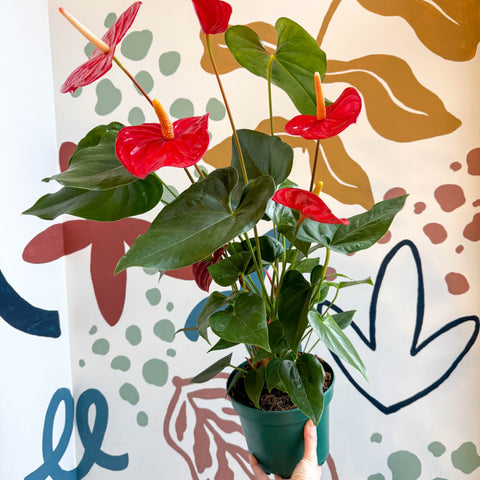 Anthurium andraeanum 'Idaho' - Red Flamingo Flower - Sprouts of Bristol