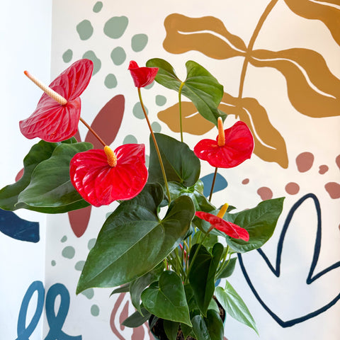 Anthurium andraeanum 'Idaho' - Red Flamingo Flower - Sprouts of Bristol