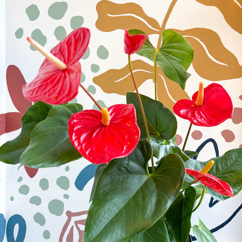 Anthurium andraeanum 'Idaho' - Red Flamingo Flower - Sprouts of Bristol