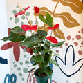 Anthurium andraeanum 'Idaho' - Red Flamingo Flower - Sprouts of Bristol