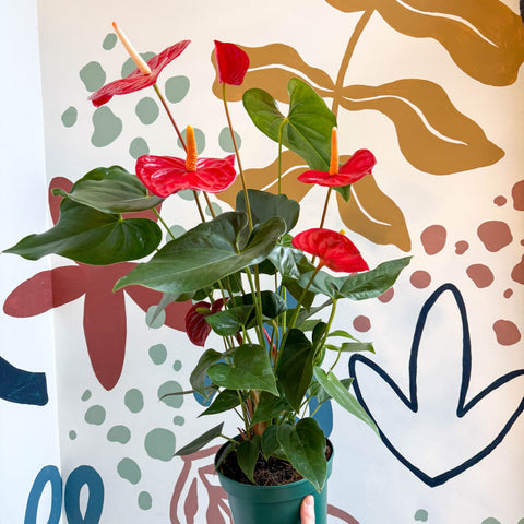 Anthurium andraeanum 'Idaho' - Red Flamingo Flower - Sprouts of Bristol
