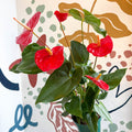 Anthurium andraeanum 'Idaho' - Red Flamingo Flower - Sprouts of Bristol
