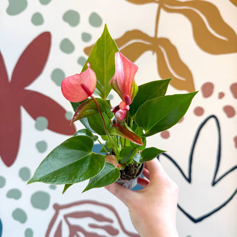 Anthurium andraeanum 'Matata' - Pink Flamingo Flower - Sprouts of Bristol
