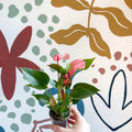 Anthurium andraeanum 'Matata' - Pink Flamingo Flower - Sprouts of Bristol