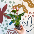 Anthurium andraeanum 'Matata' - Pink Flamingo Flower - Sprouts of Bristol