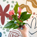 Anthurium andraeanum 'Matata' - Pink Flamingo Flower - Sprouts of Bristol