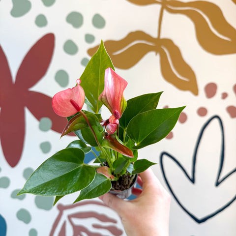 Anthurium andraeanum 'Matata' - Pink Flamingo Flower - Sprouts of Bristol