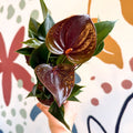 Anthurium andraeanum 'Paris Black' - Black Flamingo Flower - Sprouts of Bristol