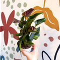 Anthurium andraeanum 'Paris Black' - Black Flamingo Flower - Sprouts of Bristol