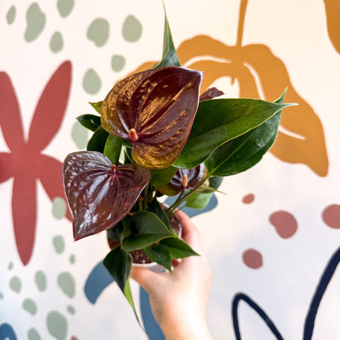 Anthurium andraeanum 'Paris Black' - Black Flamingo Flower - Sprouts of Bristol