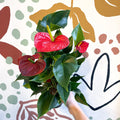 Anthurium andraeanum 'Success Red' - Red Flamingo Flower - Sprouts of Bristol