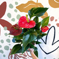 Anthurium andraeanum 'Success Red' - Red Flamingo Flower - Sprouts of Bristol