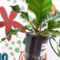 Anthurium crassinervium ‘Karma Birdnest’ - Sprouts of Bristol