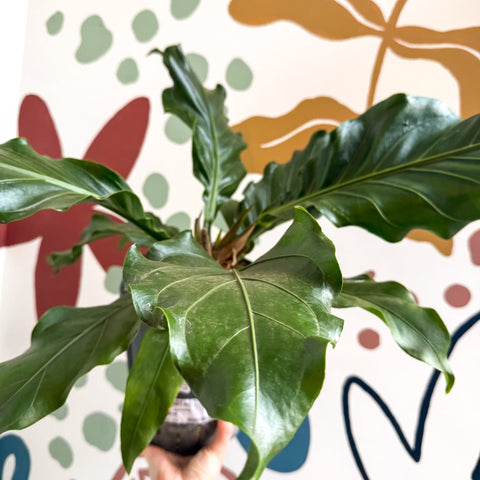 Anthurium crassinervium ‘Karma Birdnest’ - Sprouts of Bristol