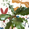 Anthurium crassinervium ‘Karma Birdnest’ - Sprouts of Bristol