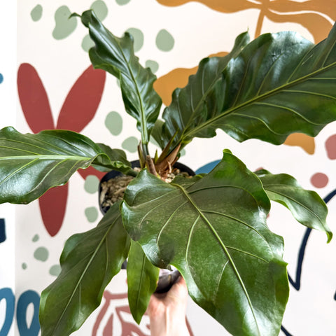 Anthurium crassinervium ‘Karma Birdnest’ - Sprouts of Bristol