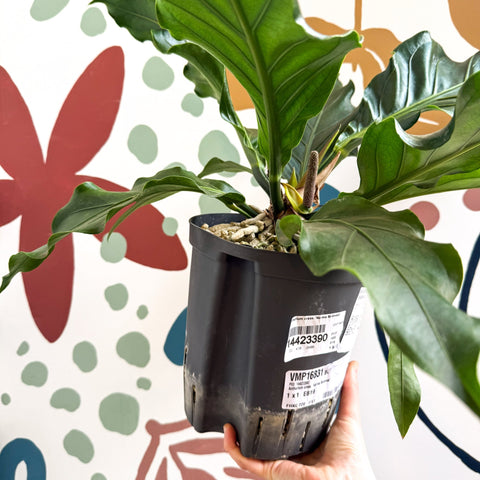 Anthurium crassinervium ‘Karma Birdnest’ - Sprouts of Bristol