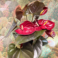 Anthurium 'Delicata' - Dark Red Flamingo Flower - Sprouts of Bristol