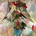 Anthurium 'Delicata' - Dark Red Flamingo Flower - Sprouts of Bristol