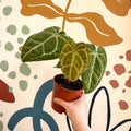 Anthurium forgetii – Velvet Shield Plant - Sprouts of Bristol
