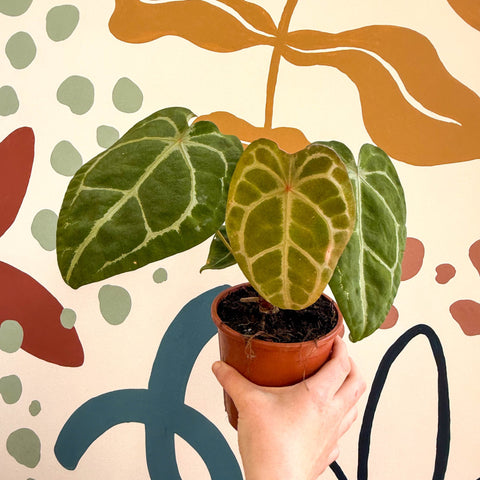 Anthurium forgetii – Velvet Shield Plant - Sprouts of Bristol