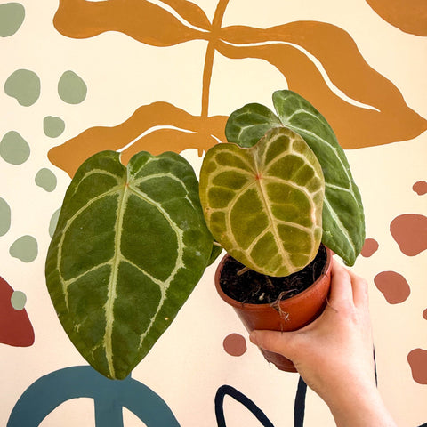 Anthurium forgetii – Velvet Shield Plant - Sprouts of Bristol