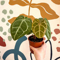 Anthurium forgetii – Velvet Shield Plant - Sprouts of Bristol