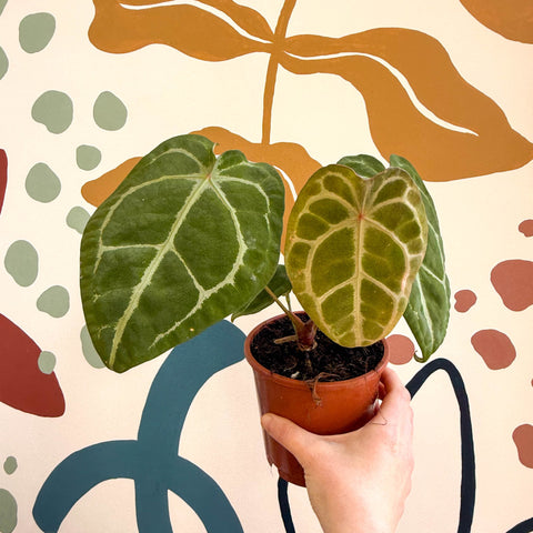 Anthurium forgetii – Velvet Shield Plant - Sprouts of Bristol