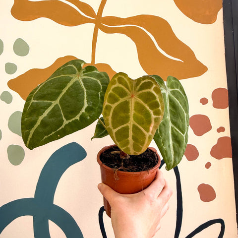 Anthurium forgetii – Velvet Shield Plant - Sprouts of Bristol