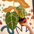 Anthurium forgetii – Velvet Shield Plant - Sprouts of Bristol