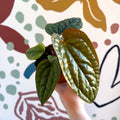 Anthurium luxurians × radicans - Sprouts of Bristol