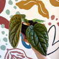 Anthurium luxurians × radicans - Sprouts of Bristol