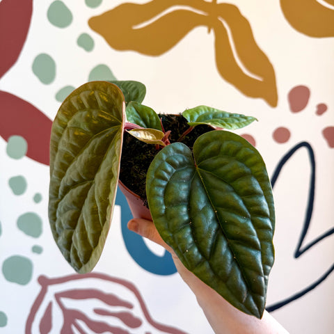 Anthurium luxurians × radicans - Sprouts of Bristol