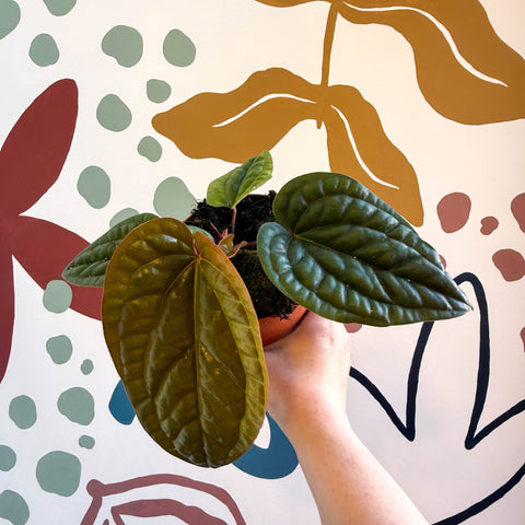 Anthurium luxurians × radicans - Sprouts of Bristol